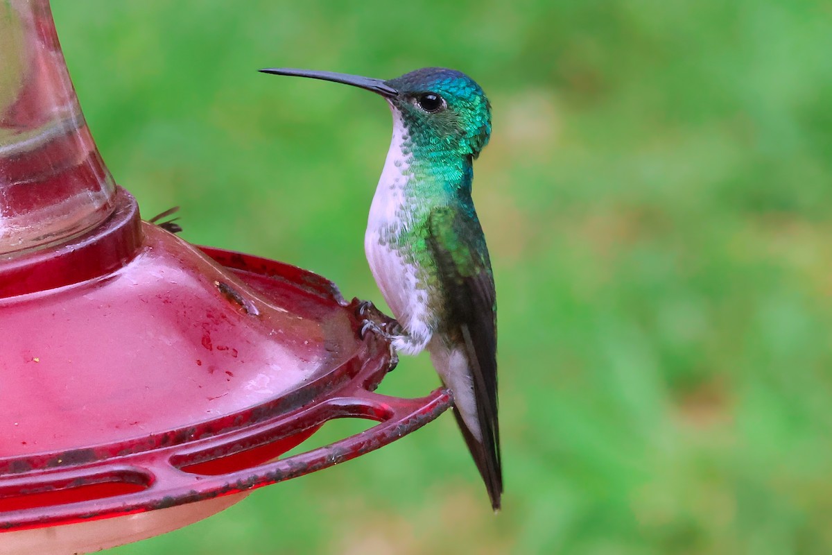 Andean Emerald - ML647025074