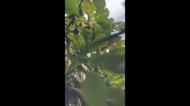 Subepalo Bonito - ML647025075