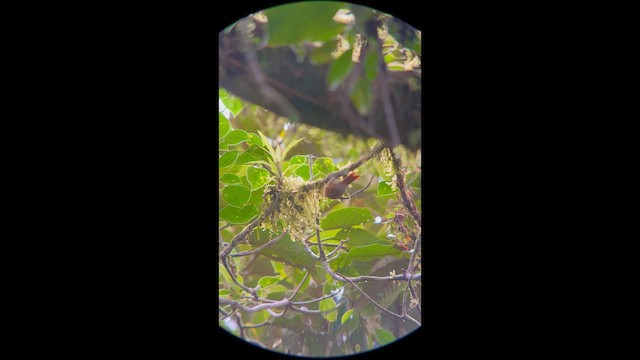 Subepalo Bonito - ML647025076