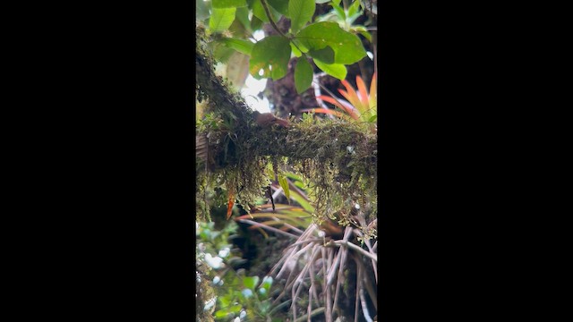 Subepalo Bonito - ML647025079