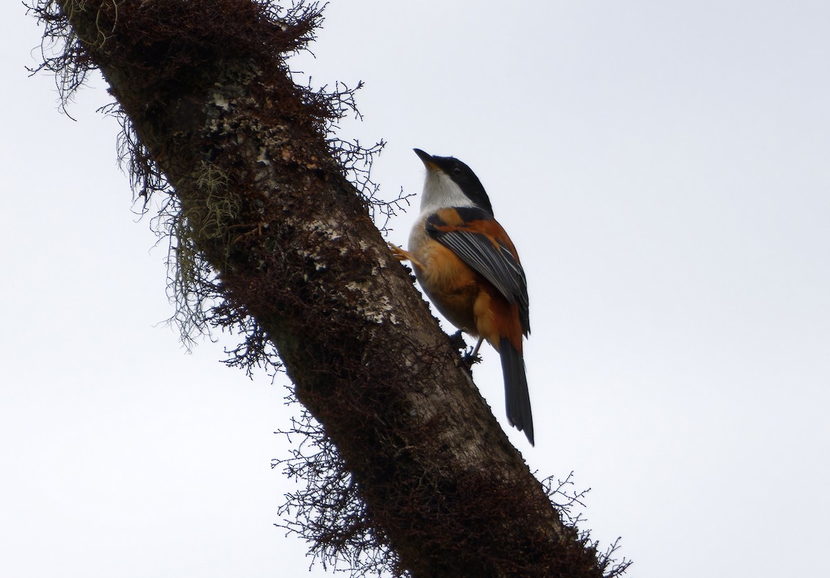 Rufous-backed Sibia - ML647025084