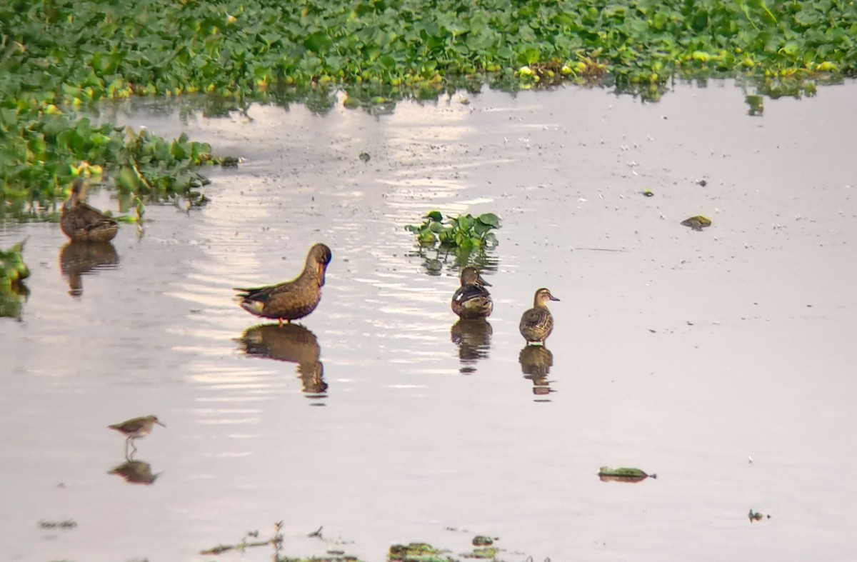 lžičák pestrý - ML647025096