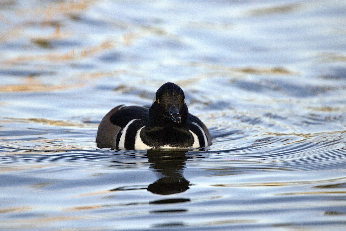 Hooded Merganser - ML647025097
