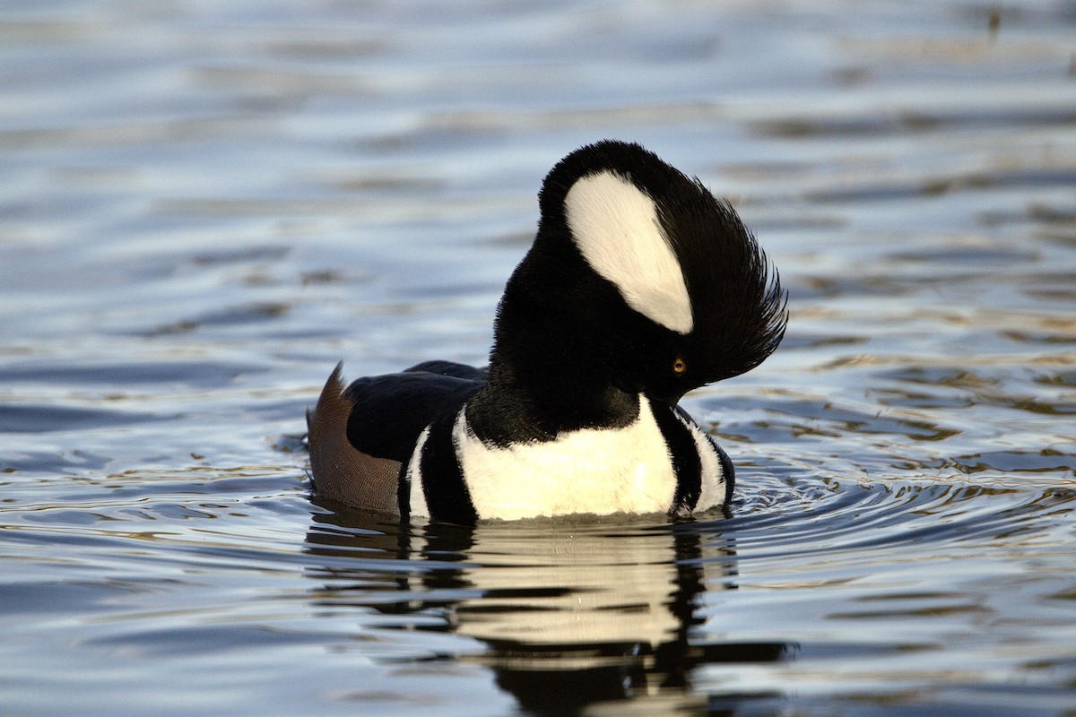 Hooded Merganser - ML647025098