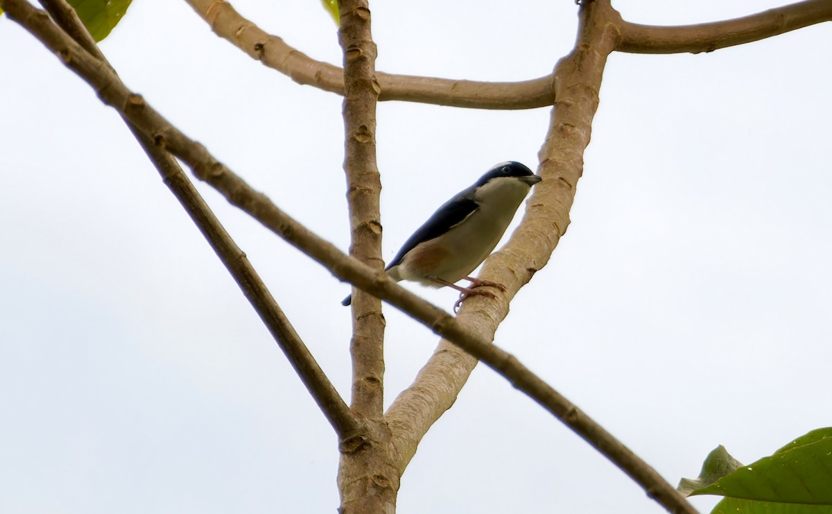 White-browed Shrike-Babbler - ML647025104