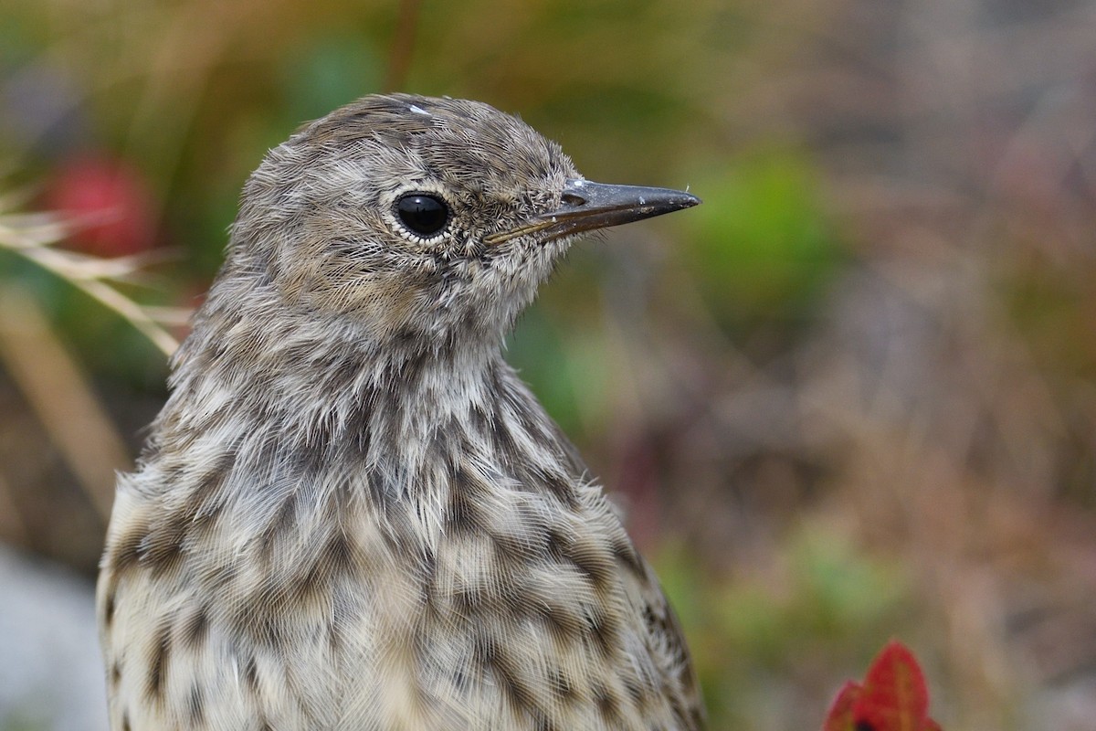 Water Pipit - ML647025107