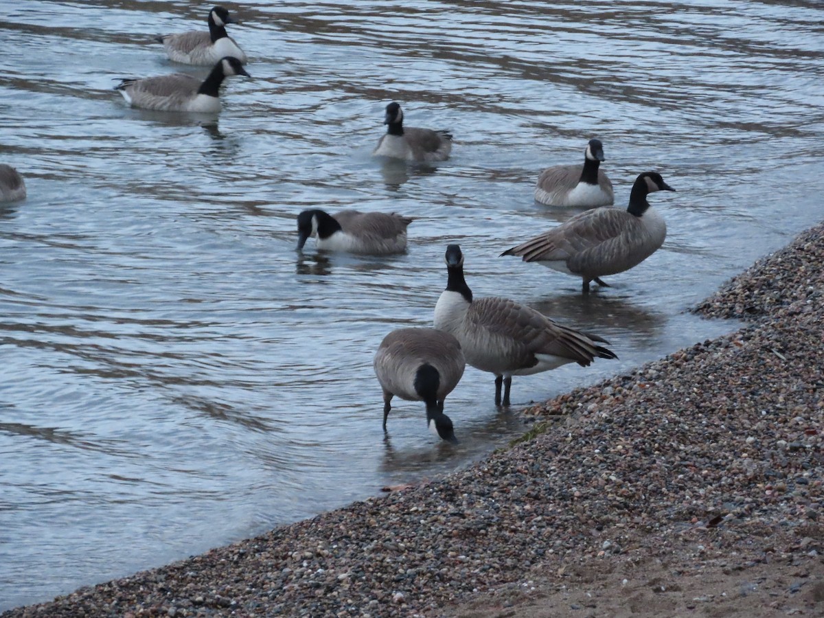 Barnacla Canadiense Grande - ML647025118