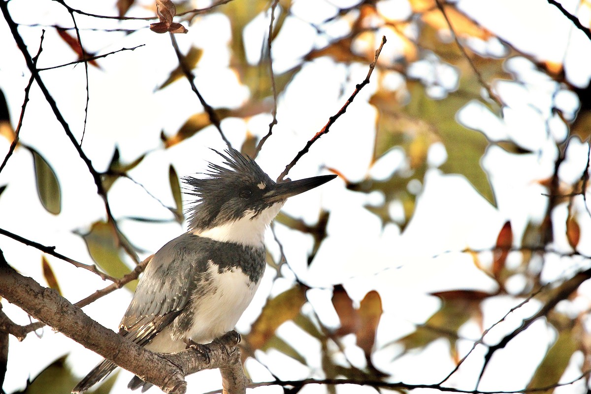 Belted Kingfisher - ML647025120