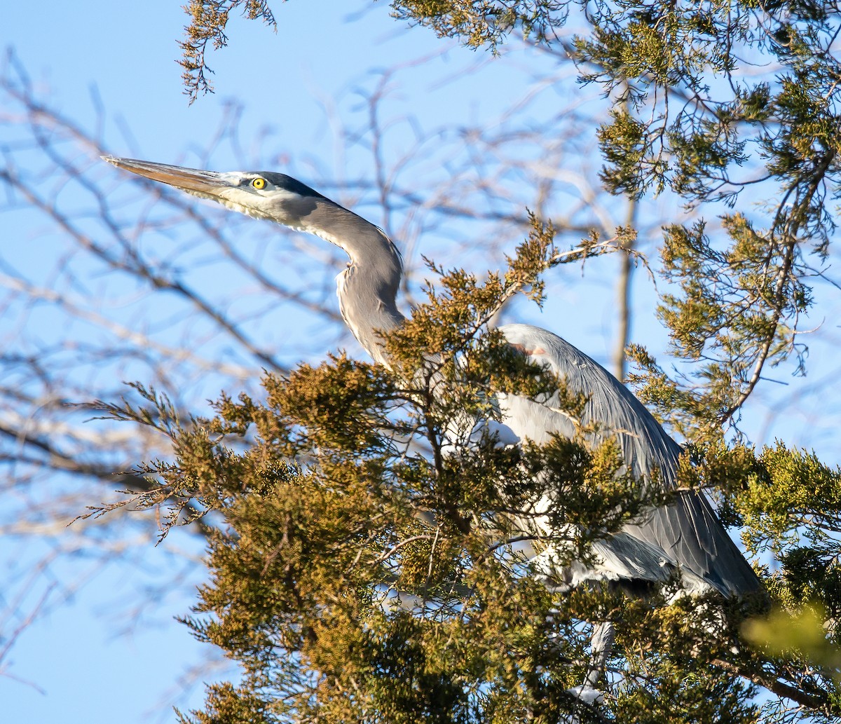 Great Blue Heron - ML647025121