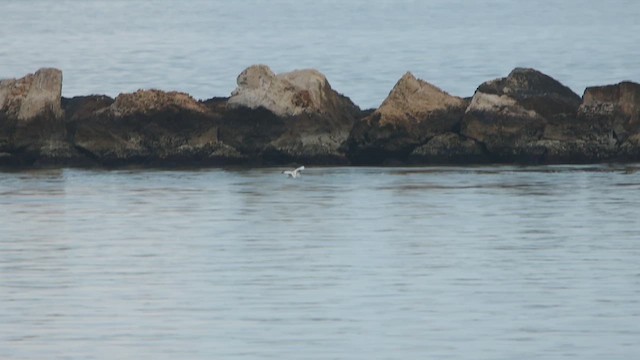 Piquero Patirrojo - ML647025129