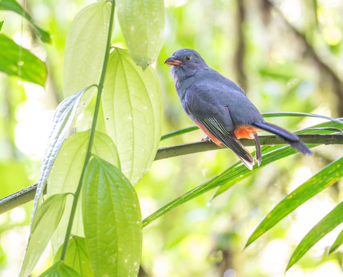 Slaty-tailed Trogon - ML647025134