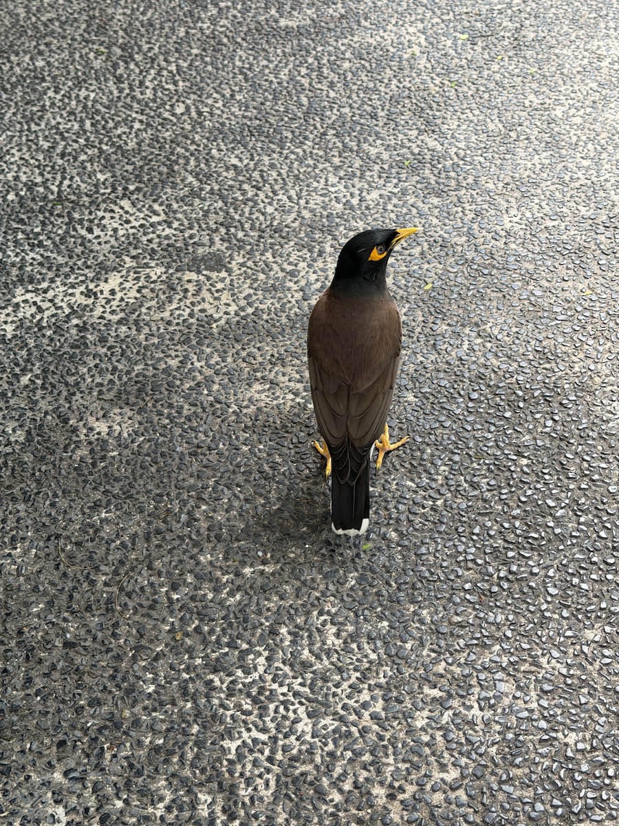 Common Myna - ML647025136