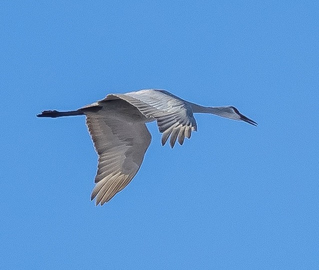 Sandhill Crane - ML647025142