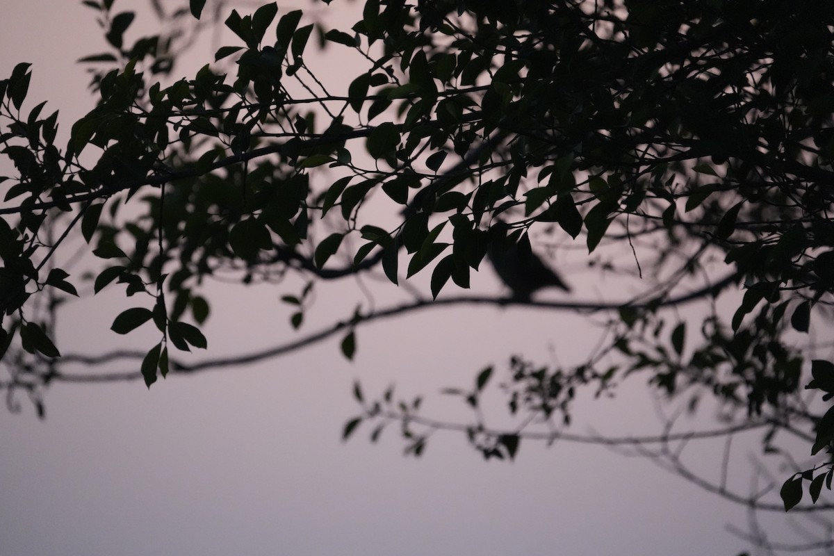 Spotted Owlet - ML647025145