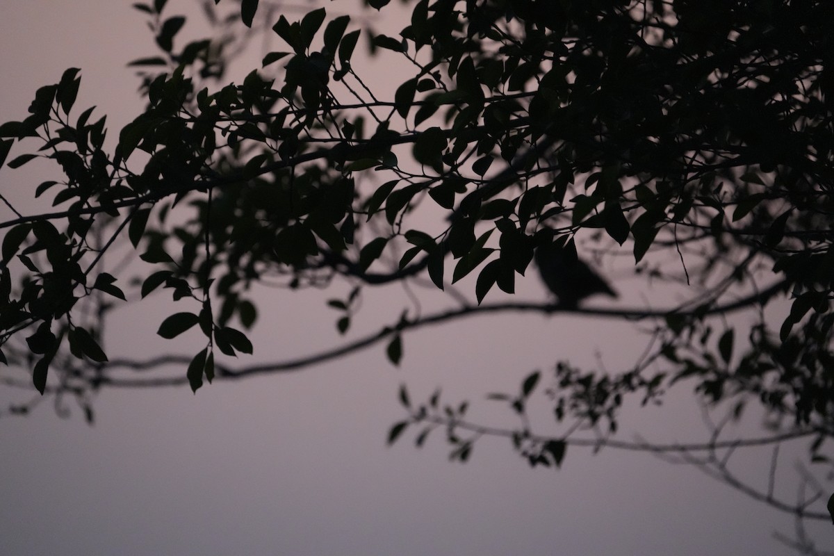 Spotted Owlet - ML647025146