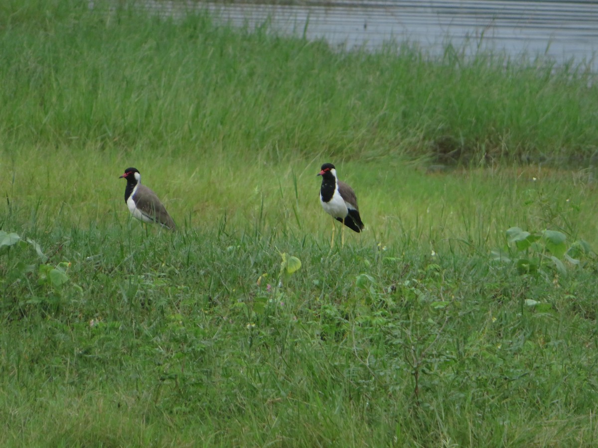 Red-wattled Lapwing - ML647025147