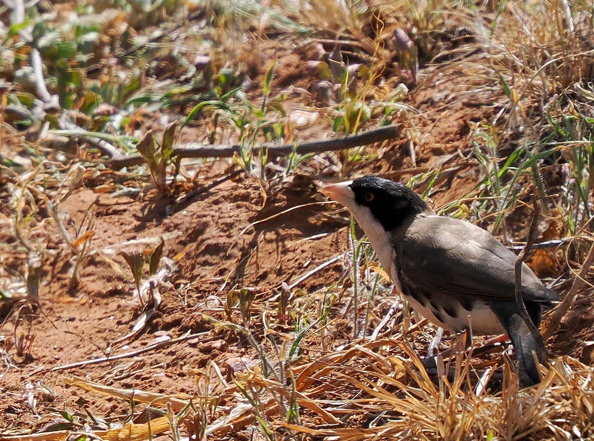 Black-capped Social-Weaver - ML647025152