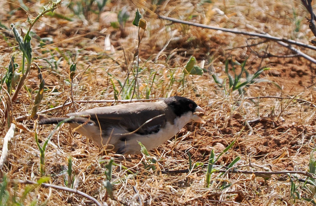Black-capped Social-Weaver - ML647025153