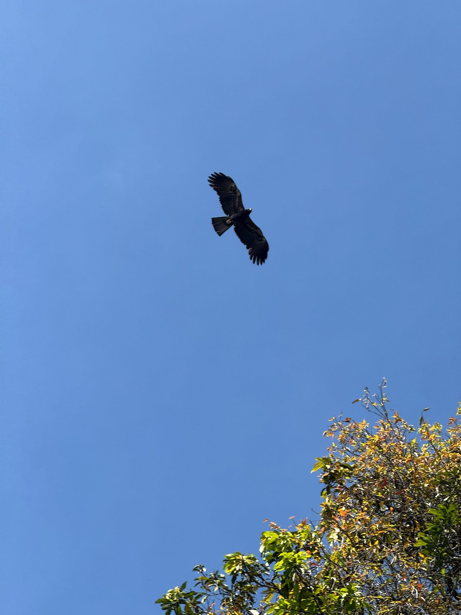 Black Eagle - ML647025155