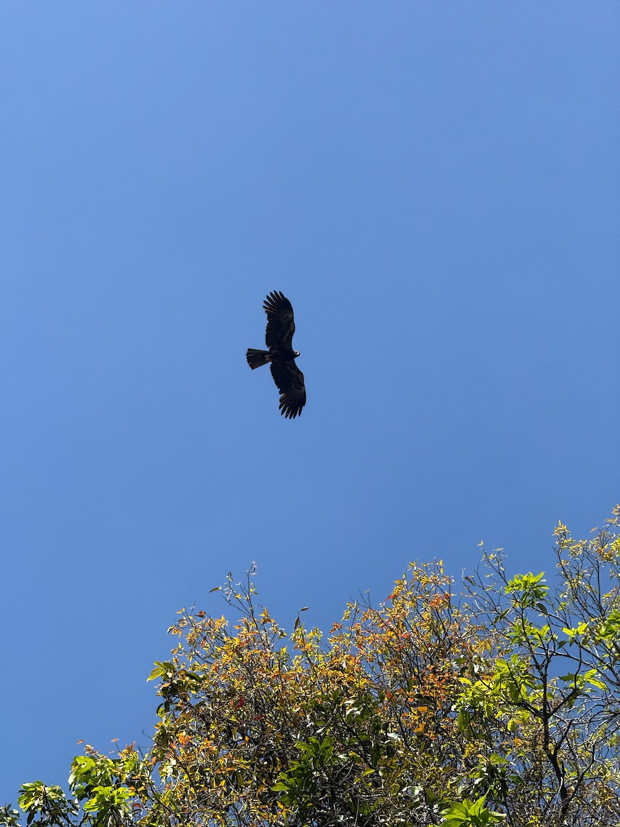 Black Eagle - ML647025157