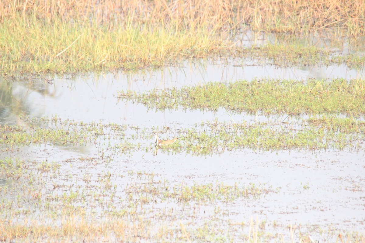 Фазанохвостая якана - ML647025164