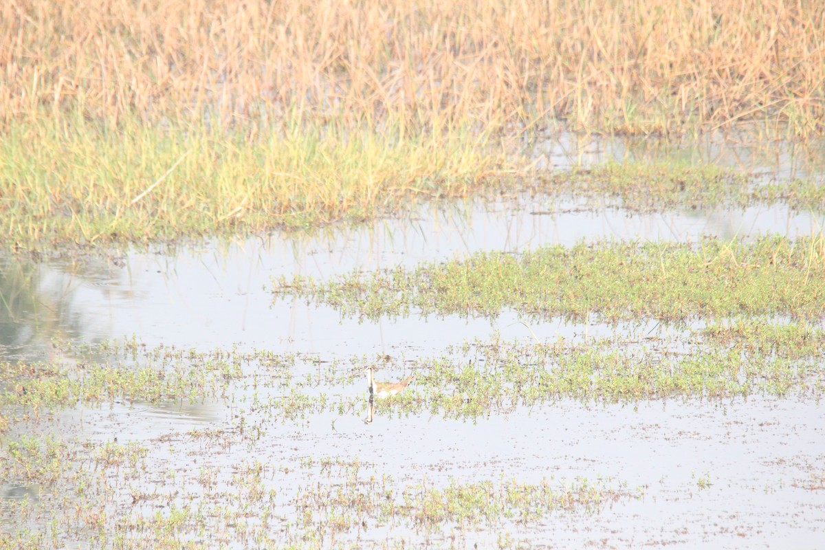 Фазанохвостая якана - ML647025165