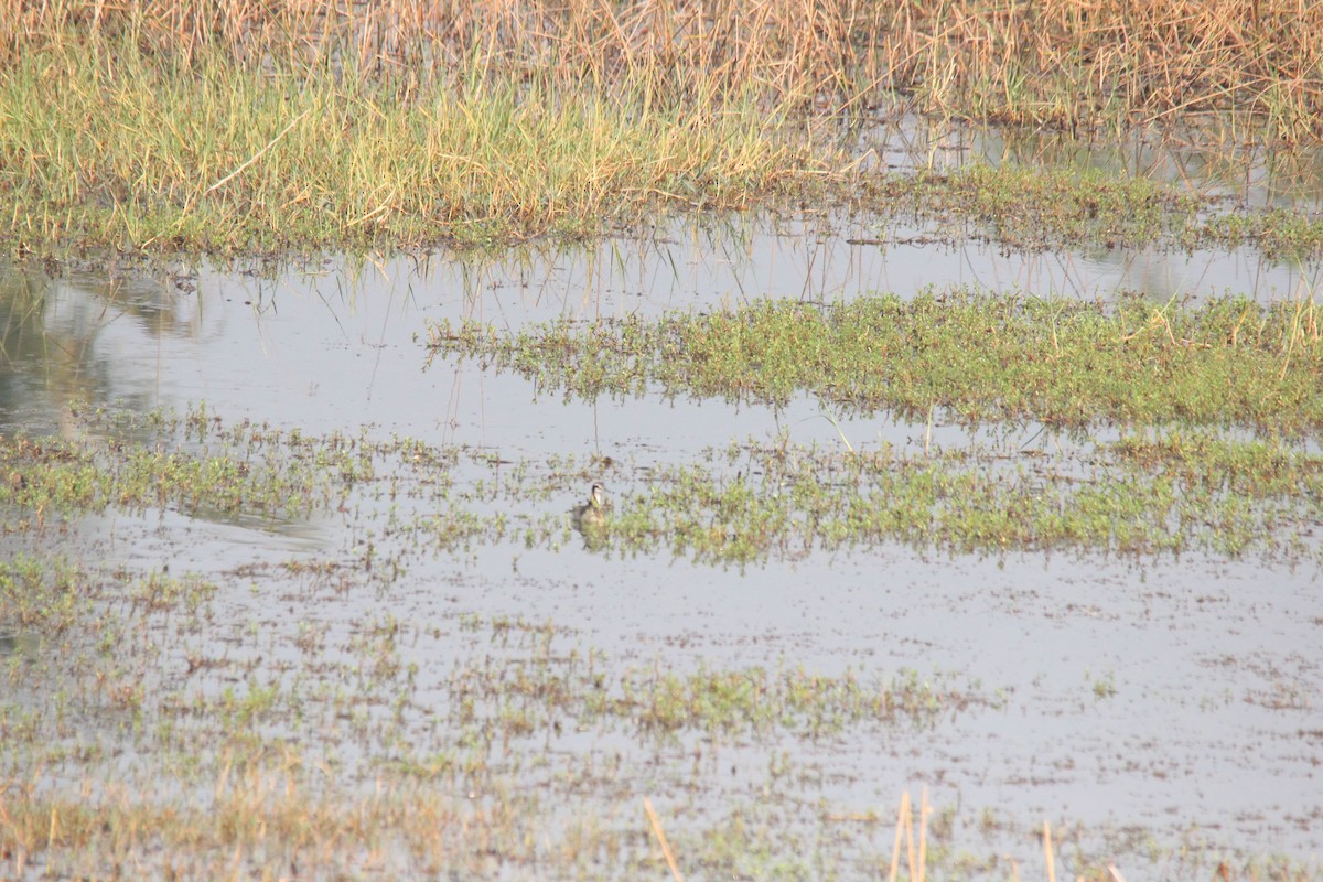 Фазанохвостая якана - ML647025166