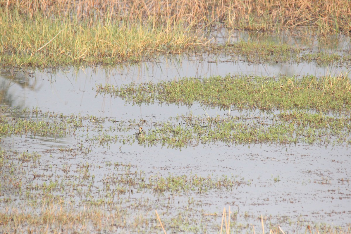 Фазанохвостая якана - ML647025167