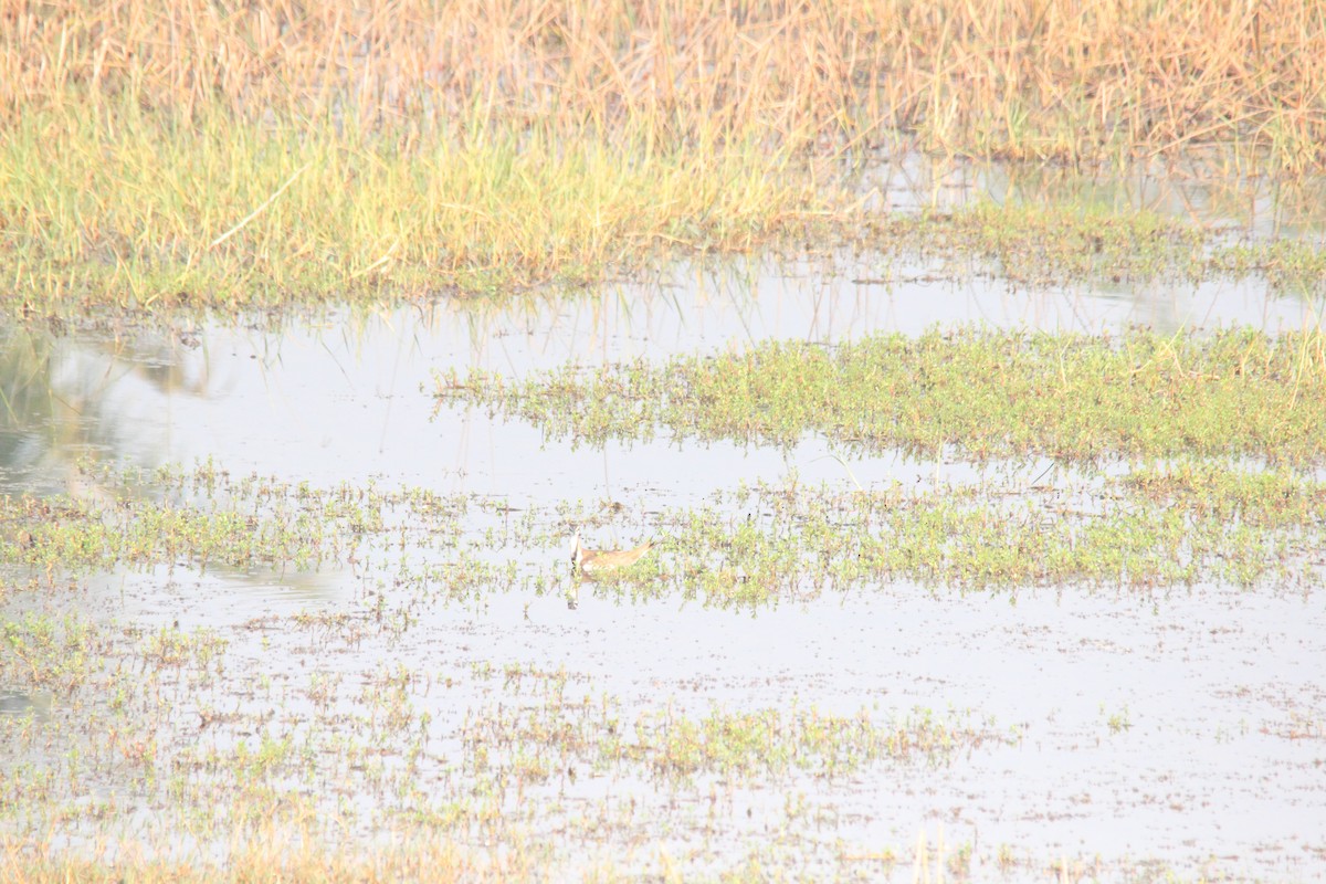 Фазанохвостая якана - ML647025168