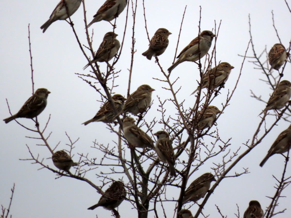 vrabec domácí - ML647025170