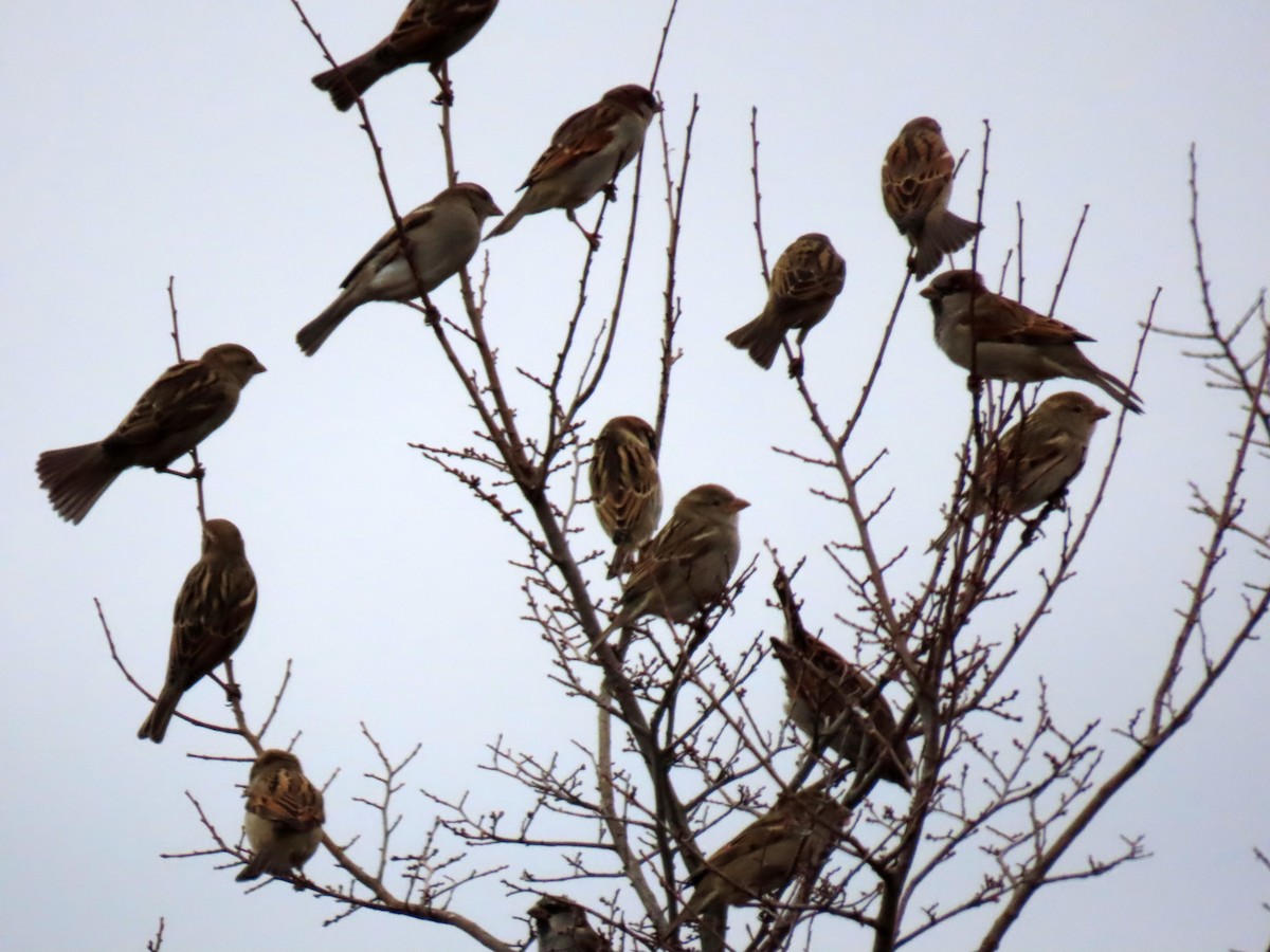 vrabec domácí - ML647025174