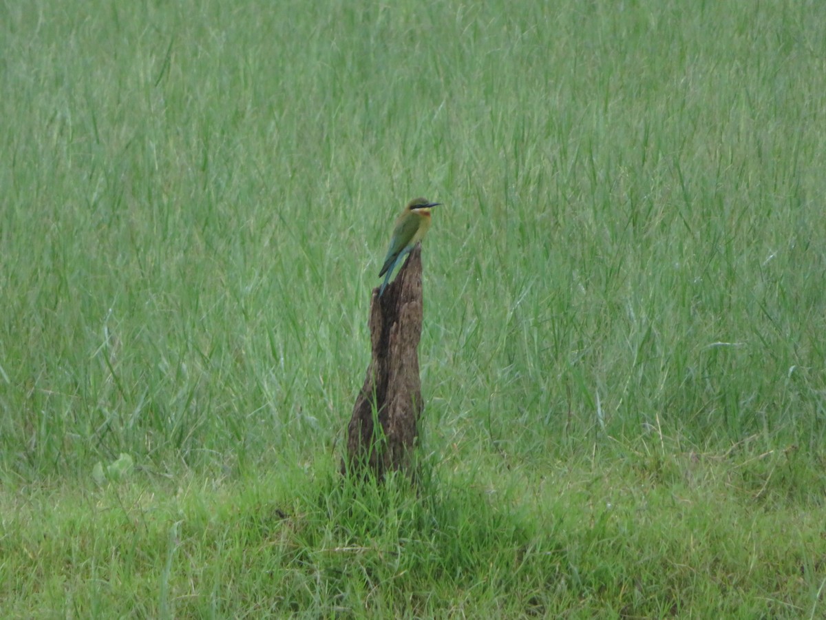 Blue-tailed Bee-eater - ML647025177