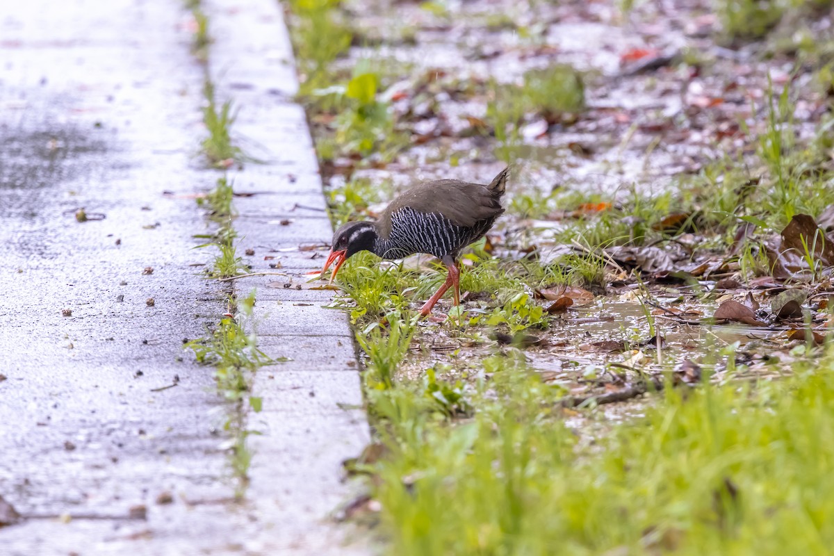 Okinawa Rail - ML647025178