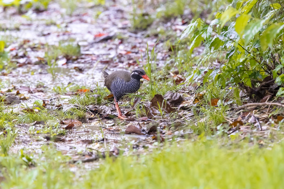 Okinawa Rail - ML647025179