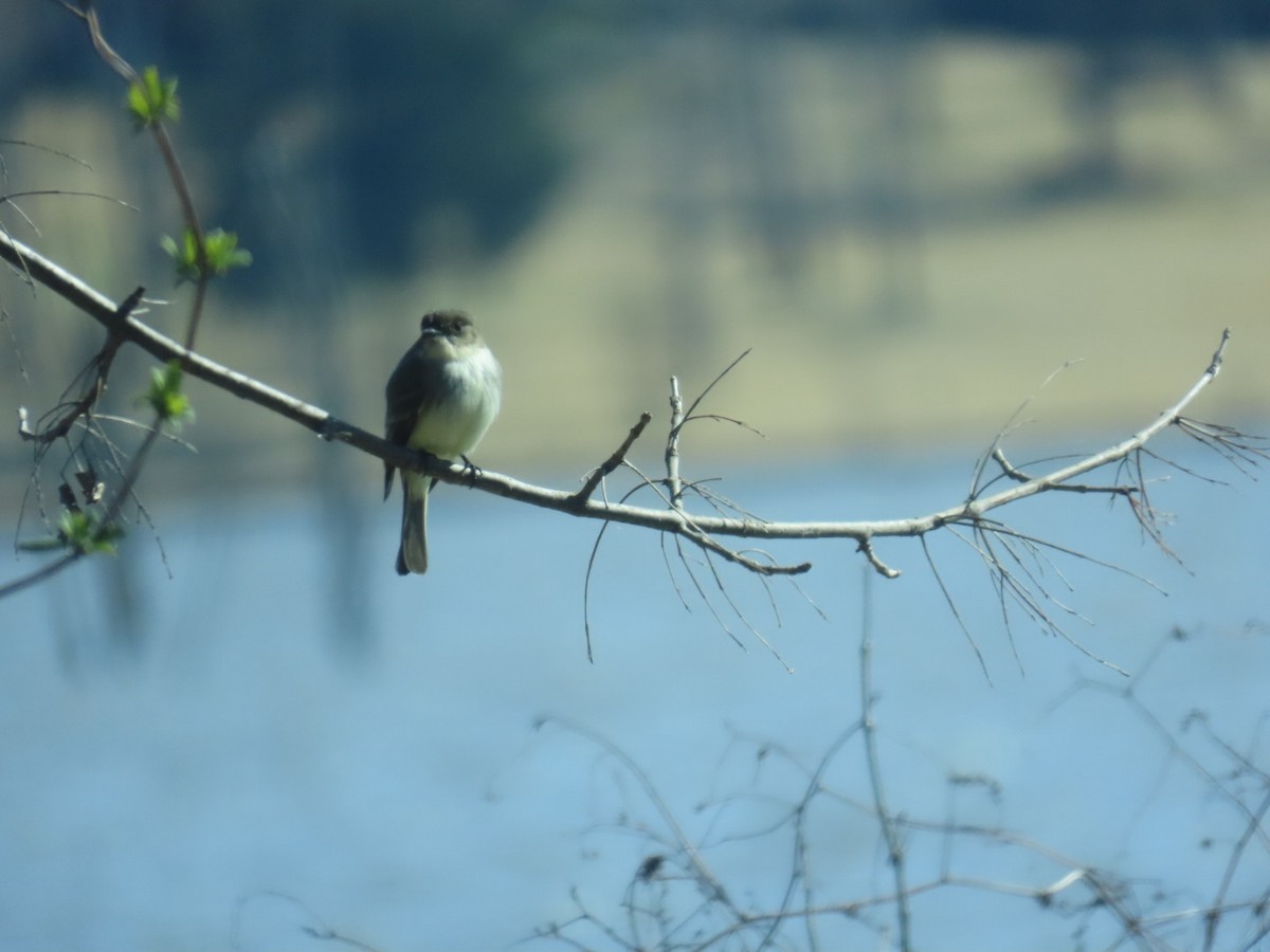 Mosquero Fibí - ML647025181