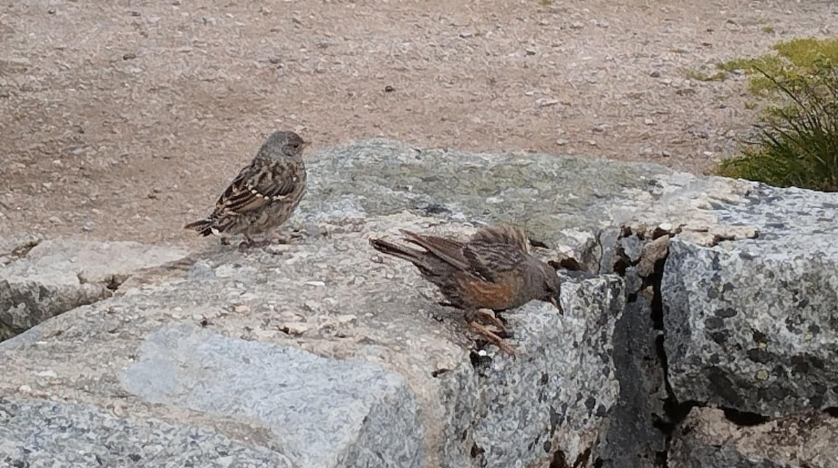 Büyük Dağbülbülü - ML647025183