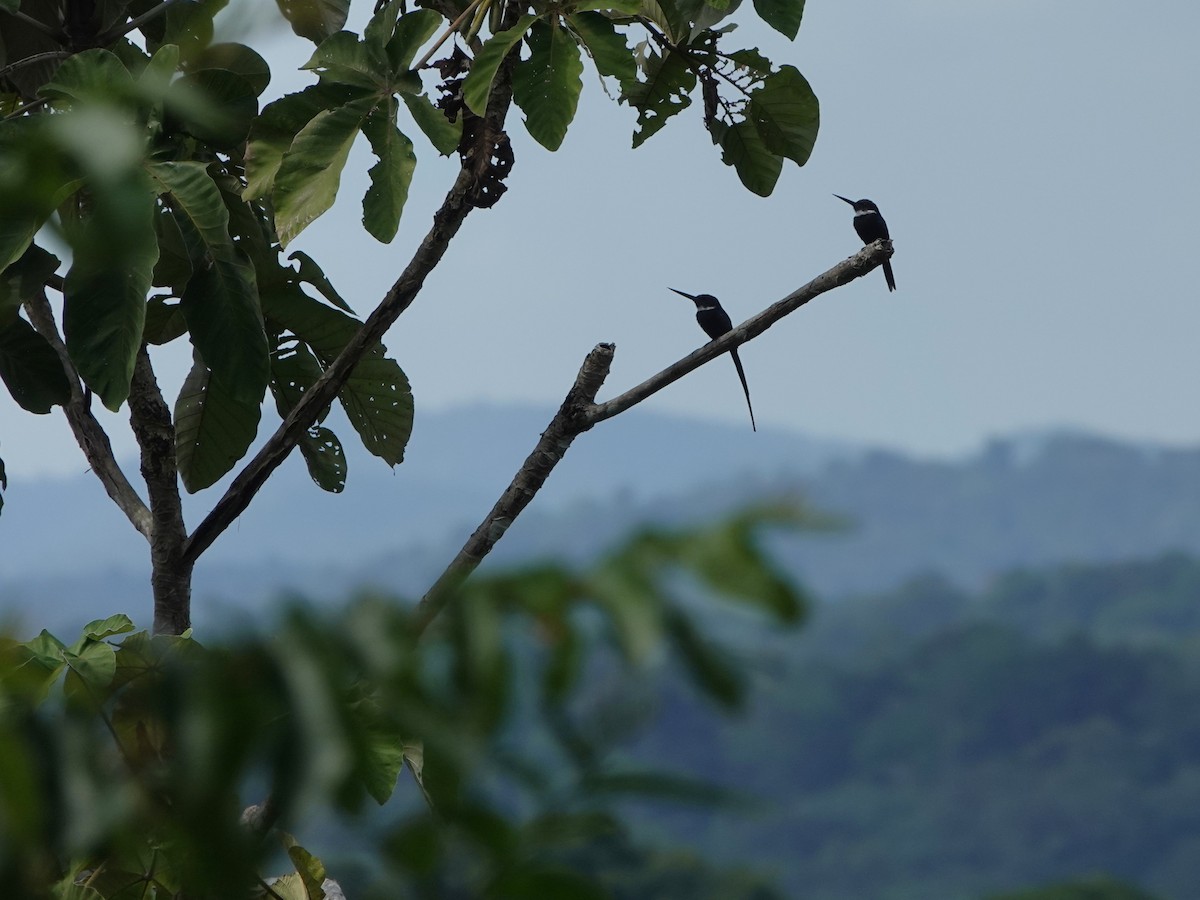 Paradise Jacamar - ML647025190