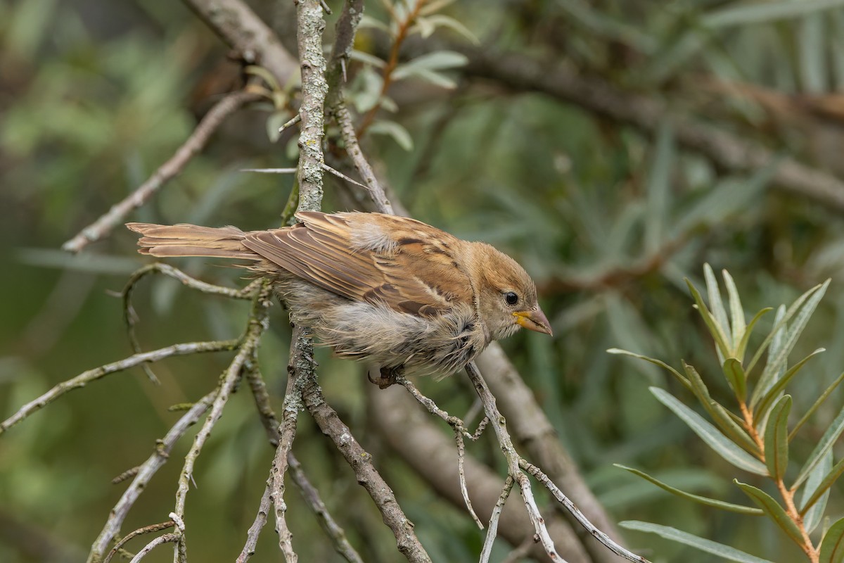 vrabec domácí - ML647025195