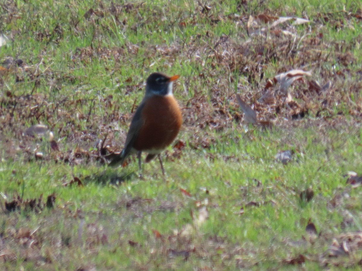American Robin - ML647025197