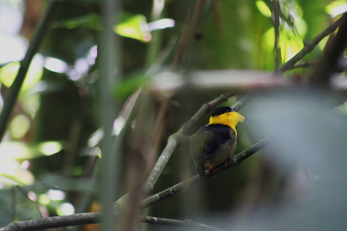 Golden-collared Manakin - ML647025199