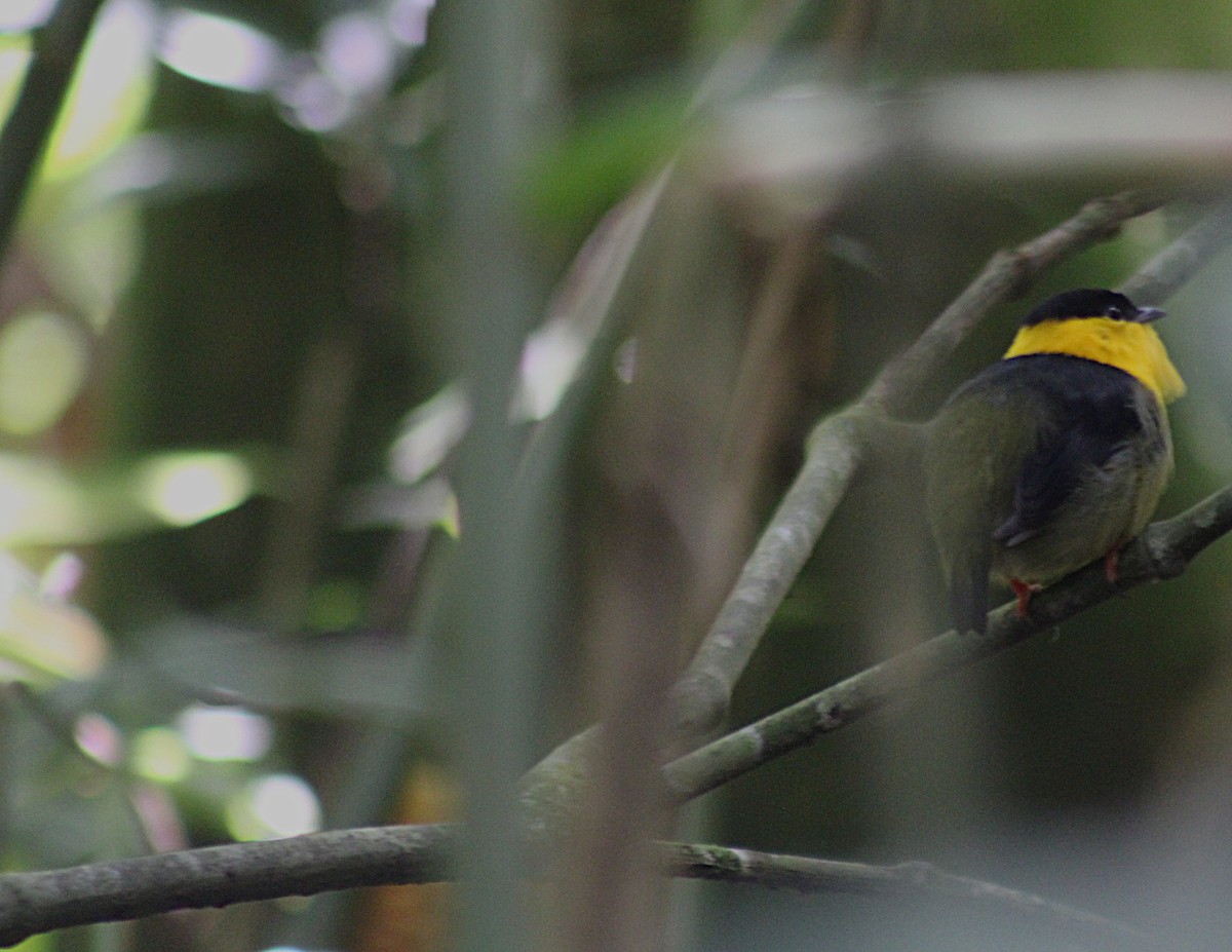 Golden-collared Manakin - ML647025203