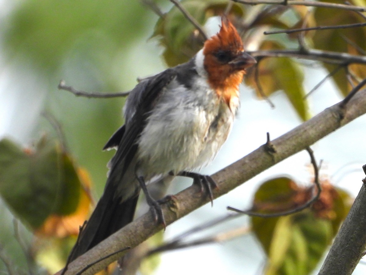 Red-crested Cardinal - ML647025210