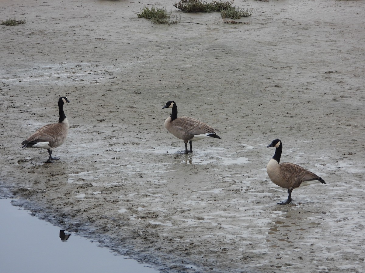 Barnacla Canadiense Grande - ML647025211