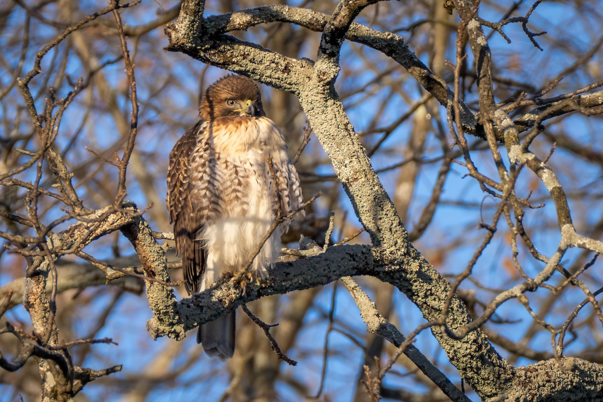 káně rudochvostá - ML647025215