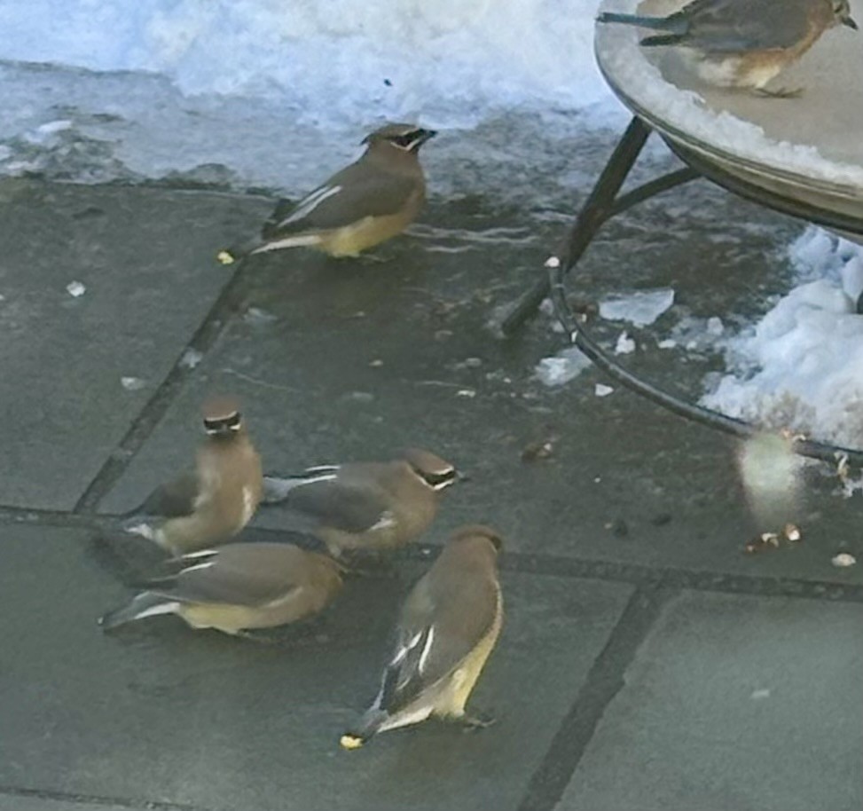 Cedar Waxwing - ML647025216