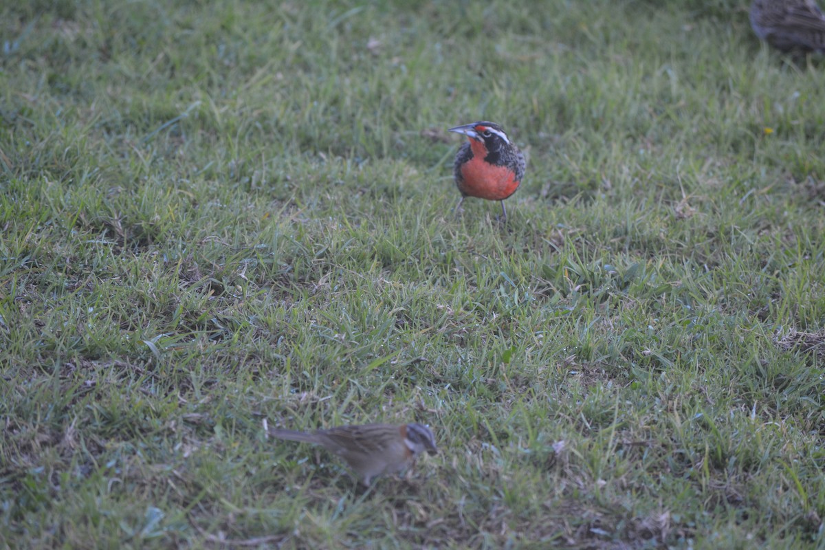 Long-tailed Meadowlark - ML647025220