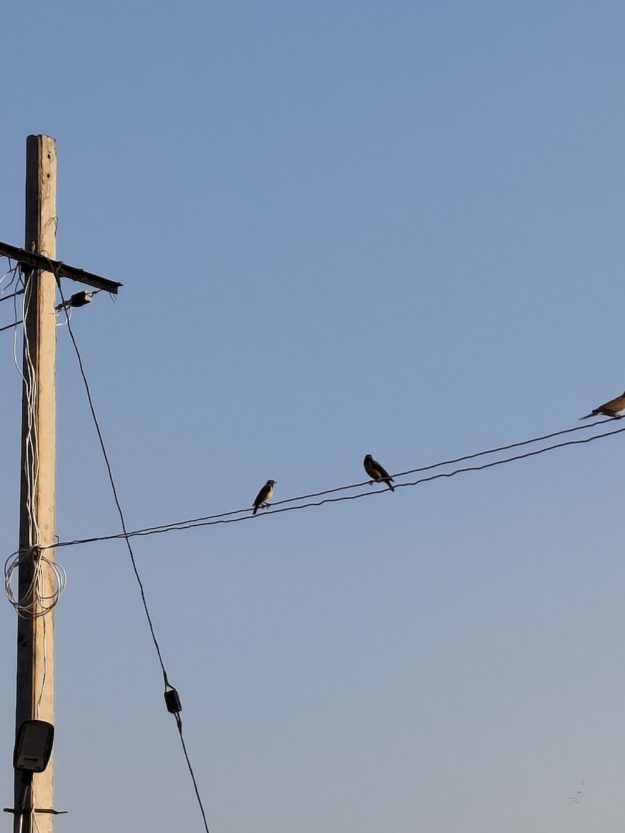 Rosy Starling - ML647025222