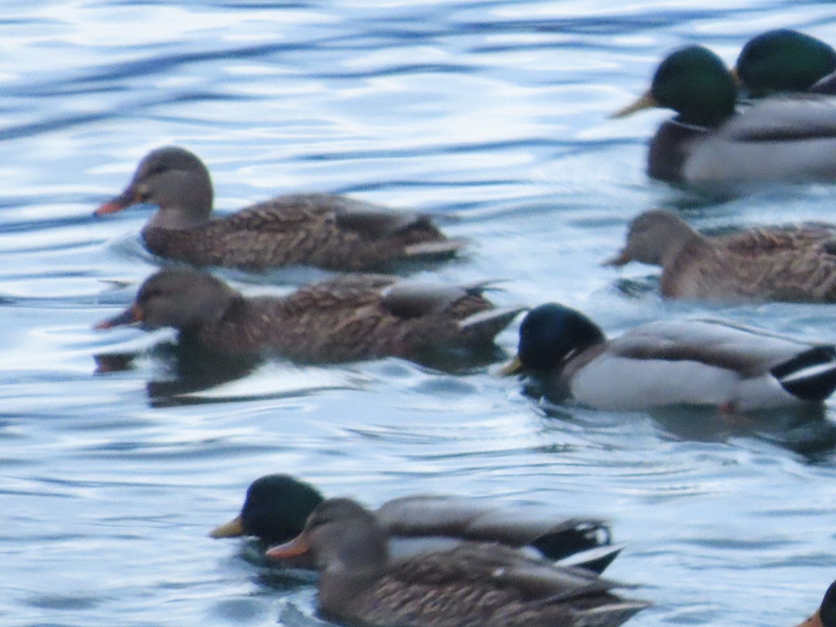 Mallard - ML647025223