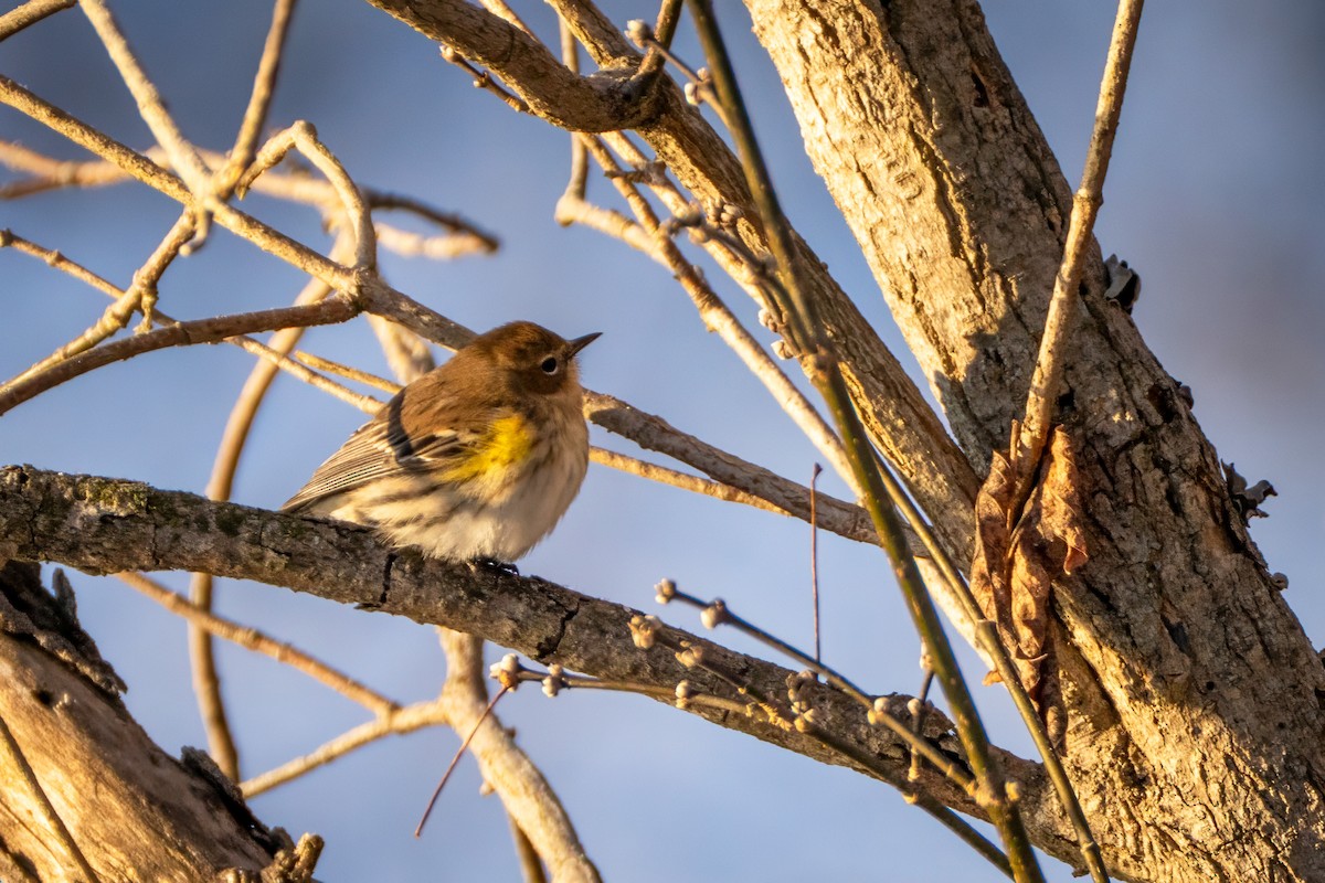 lesňáček žlutoskvrnný - ML647025226