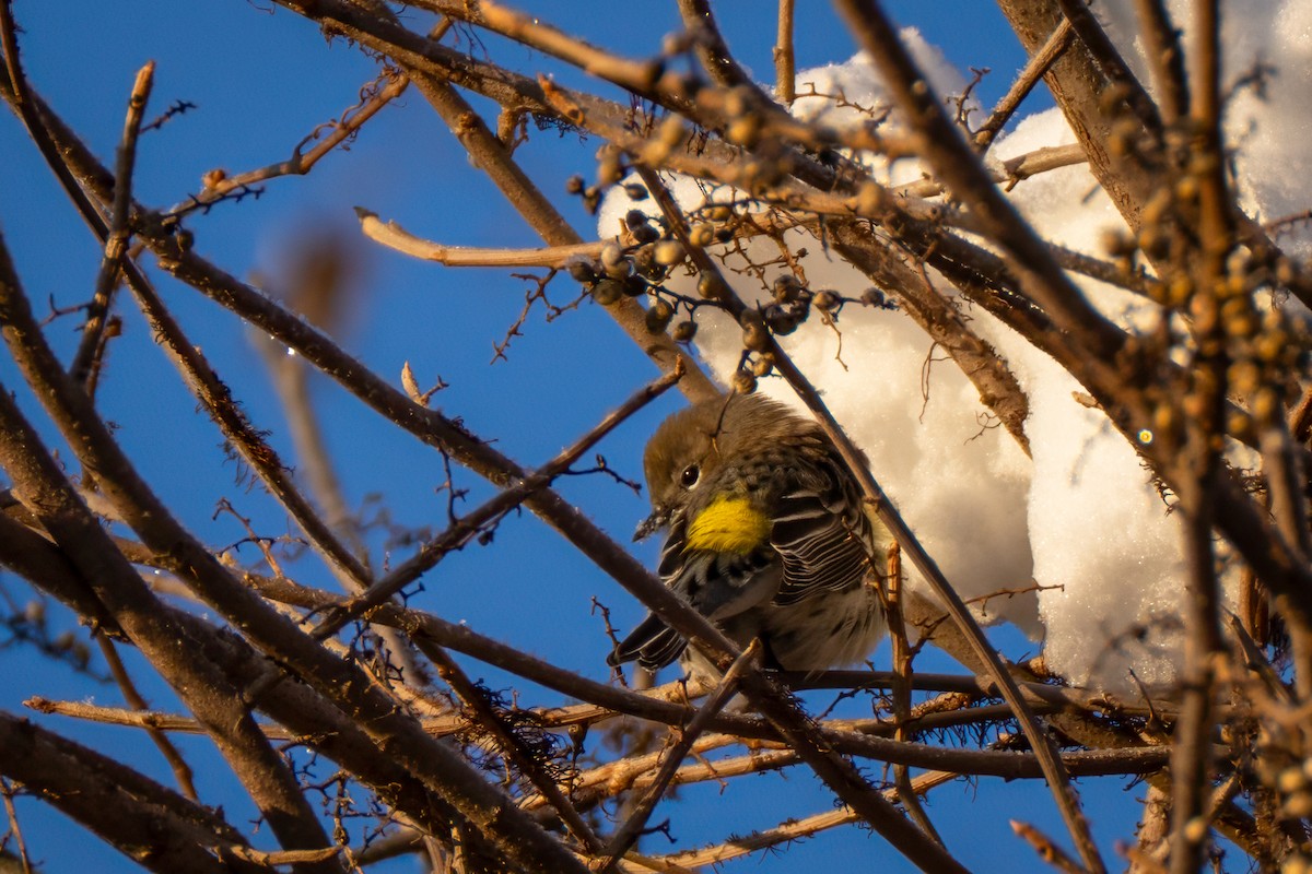 lesňáček žlutoskvrnný - ML647025227